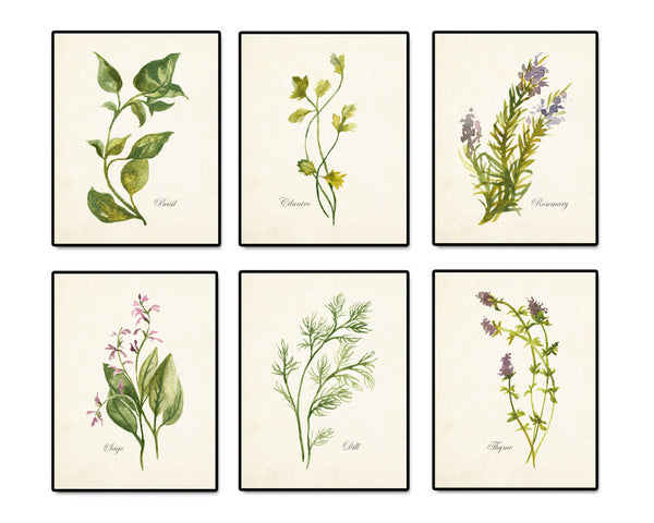 Watercolor Herbs Print Set 2 - Botanical Print Set