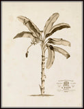 Banana Palm Tree No.1 Sepia Tint - Botanical Art Print