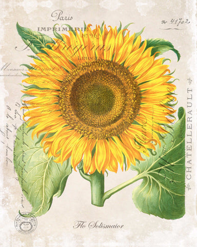 French Sunflower Collage Botanical Print