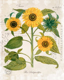 French Sunflower Trio No. 2 - Botanical Art Print