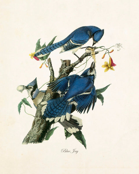 Vintage Audubon Blue Jay Print