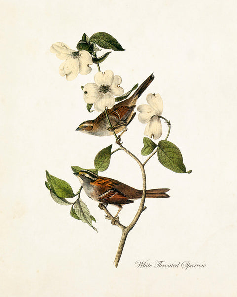 Vintage Audubon White Throated Sparrow