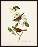 Vintage Audubon White Throated Sparrow