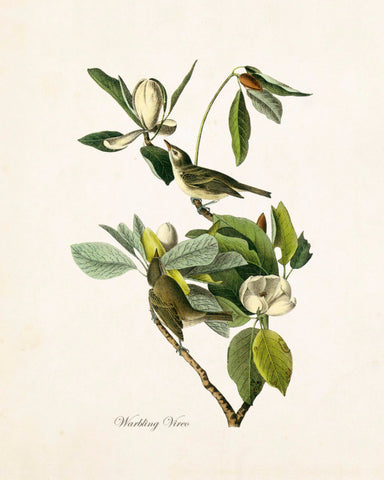 Vintage Audubon Warbling Vireo