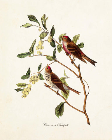 Vintage Audubon Common Redpoll - Giclee Art Print