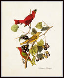 Vintage Audubon Summer Tanager