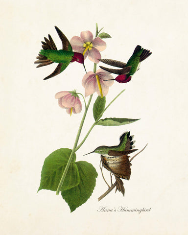 Vintage Audubon Anna's Hummingbird