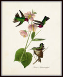 Vintage Audubon Anna's Hummingbird