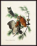 Vintage Audubon Eastern Screech Owl