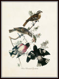 Vintage Audubon Rose Breasted Grosbeak