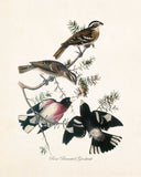 Vintage Audubon Rose Breasted Grosbeak