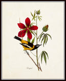 Vintage Audubon Troupial Bird Print