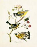 Vintage Audubon Magnolia Warbler