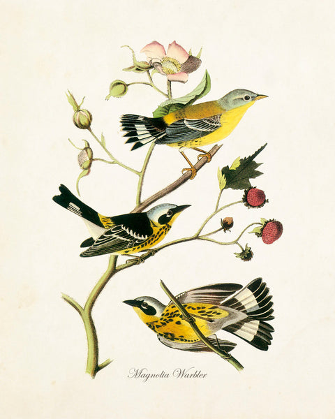 Vintage Audubon Magnolia Warbler