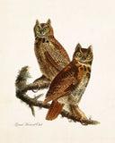 Vintage Audubon Great Horned Owl