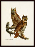 Vintage Audubon Great Horned Owl