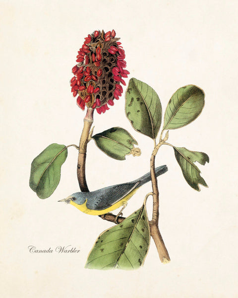 Vintage Audubon Canada Warbler - Giclee Print