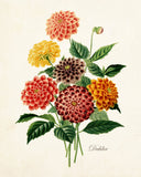 French Dahlia Antique Botanical Art Print