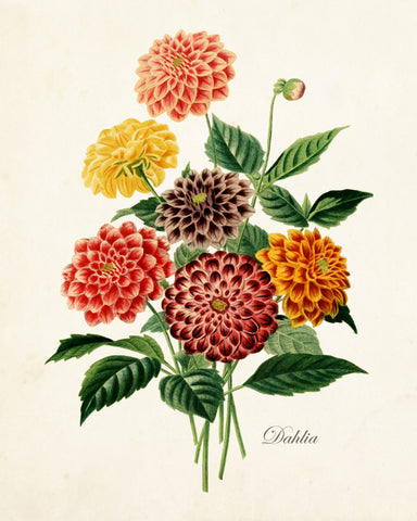 French Dahlia Antique Botanical Art Print