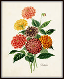 French Dahlia Antique Botanical Art Print