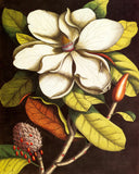 Vintage Magnolia No. 55 - Botanical Print