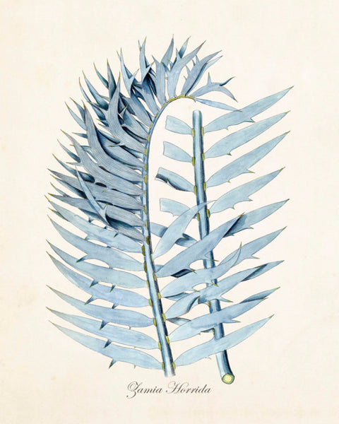 Vintage Palm Frond - Giclee Botanical Art Print