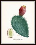 French Cactus Series No.2 - Botanical Art Print