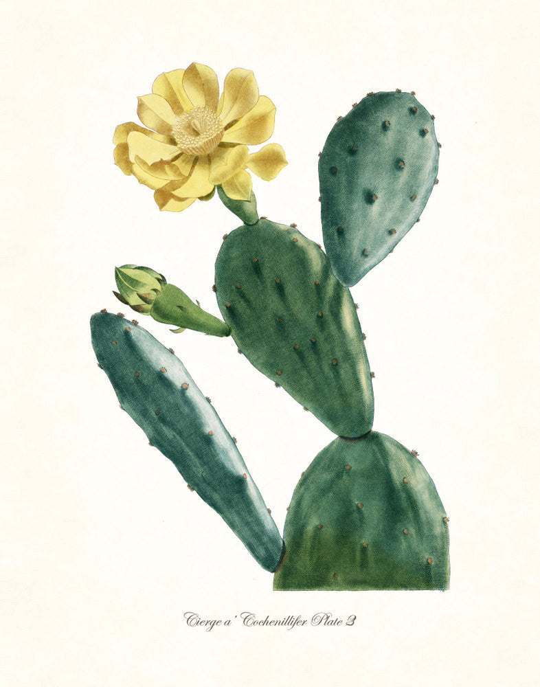 French Cactus Series No.3
