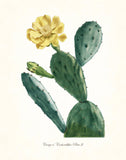 French Cactus Series No.3 - Botanical Art Print