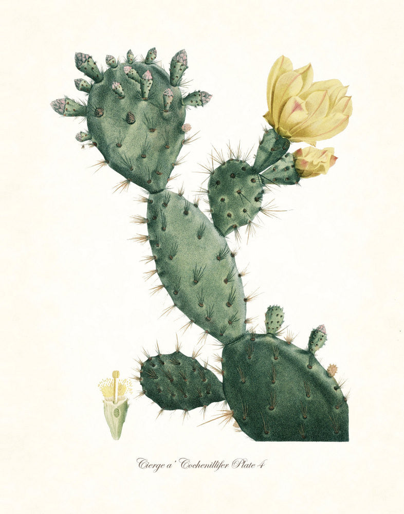 prickly pear cactus botanical illustration French Cactus Series No.4