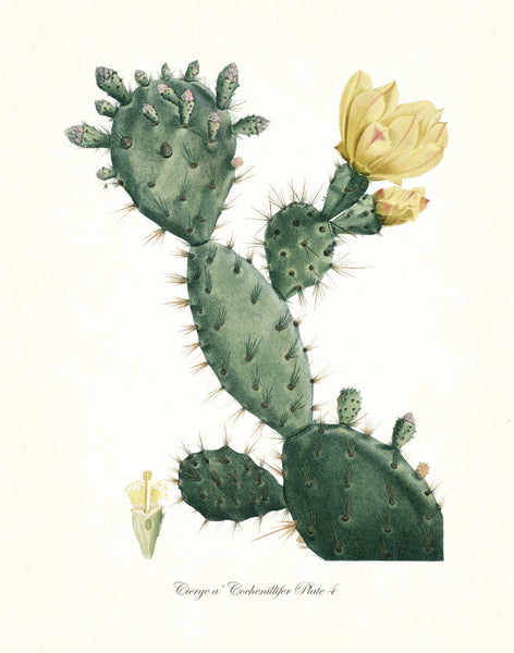 French Cactus Series No.4 - Botanical Art Print