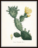 French Cactus Series No.4 - Botanical Art Print