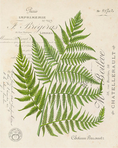 Vintage Fern Collage Botanical Print No. 31