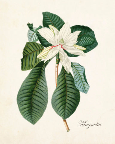 Magnolia No.60 Botanical Print
