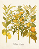 Lemon Citrus No. 23 Botanical Print