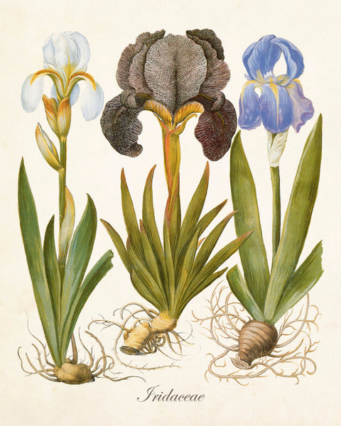 Antique Iris No. 22 Botanical Art Print