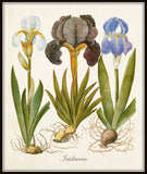 Antique Iris No. 22 Botanical Art Print