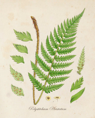 British Fern No.2 Botanical Print - Giclee Art Print