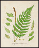 British Fern No.2 Botanical Print - Giclee Art Print