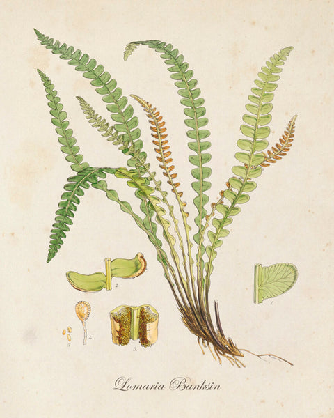 British Fern No.4 Botanical Print - Giclee Art Print