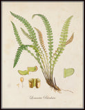 British Ferns Botanical Print Set 2 - Giclee Art Prints