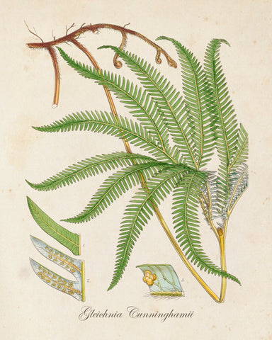 British Fern No.6 Botanical Print - Giclee Art Print
