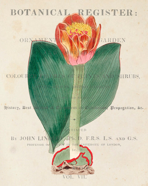 Vintage Tulip Floral Collage No.16 - Botanical Print