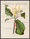 Vintage Floral Collage No.407 - Botanical Art Print