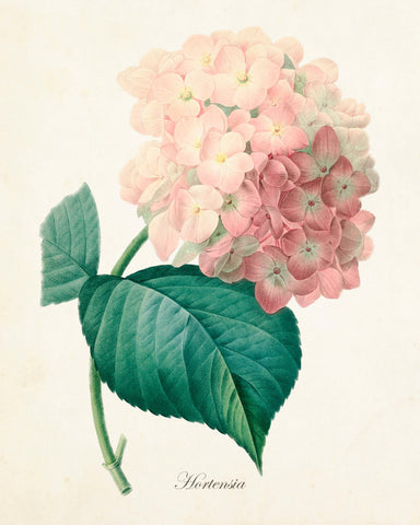 French Pink Hydrangea Hortensia Botanical Print