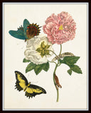 Vintage Maria Sybilla Merian Butterfly No. 24 - Botanical Print