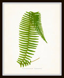 Fern Vintage Fern Series 1 No. 1 - Botanical Art Print