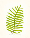 Fern Vintage Fern Series 1 No. 6 - Botanical Art Print