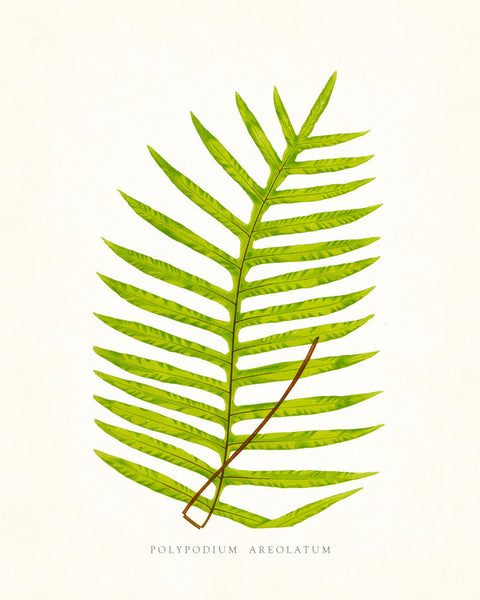 Fern Vintage Fern Series 1 No. 6 - Botanical Art Print