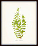Fern Vintage Fern Series 1 No. 11 - Botanical Art Print